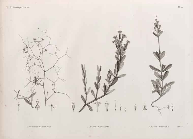 Botanique. 1. Gypsophila rokejeka; 2. Silene succulenta; 3. Silene rubella.