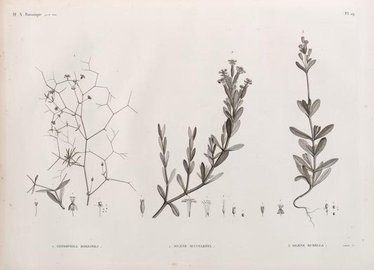 Botanique. 1. Gypsophila rokejeka; 2. Silene succulenta; 3. Silene rubella.