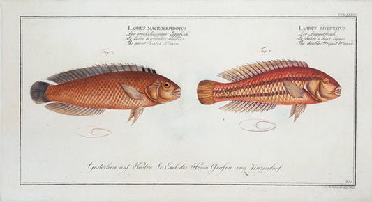 1. Labrus bivittatus, The double-Striped Wrasse; 2. Labrus macrolepidotus, The great-Scaled Wrasse.