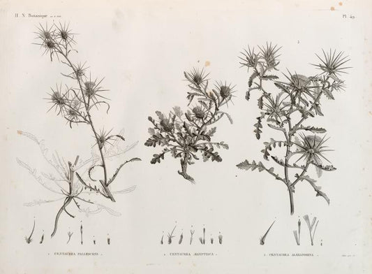 Botanique. 1. Centaurea pallescens; 2. Centaurea ægyptiaca; 3. Centaurea alexandrina.