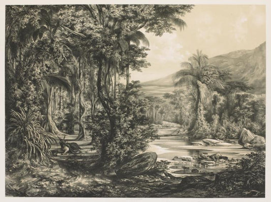 Tropical forest at river's edge